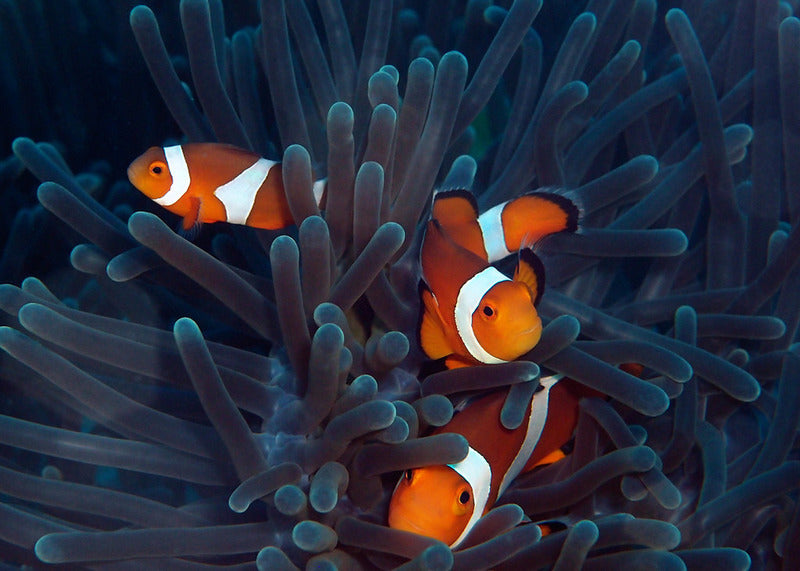 takaomiページ Tiger I Mid-Production With Zimmerit Sd.Kfz.181 Pz.Kpfw.VI Ausf.E